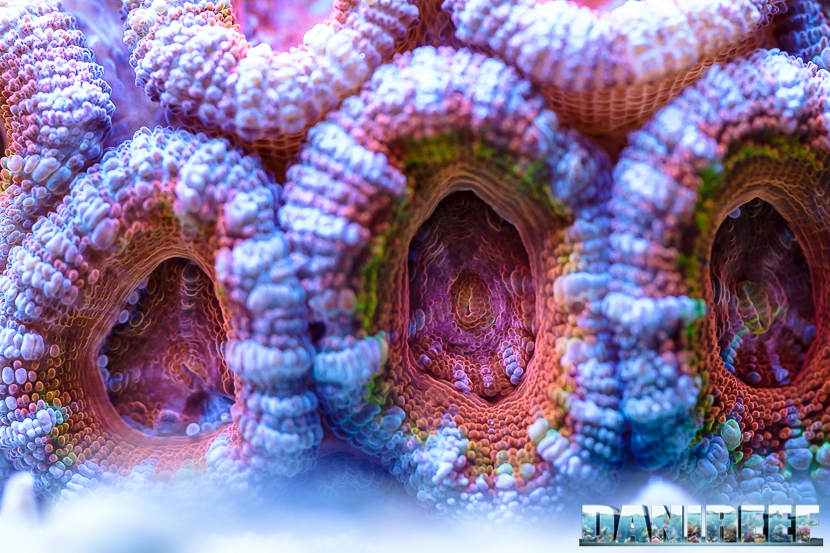 2015_12 Acanthastrea Acquario Marino Giuseppe Baldi 06 2015_12 Acanthastrea Acquario Marino Giuseppe Baldi 06