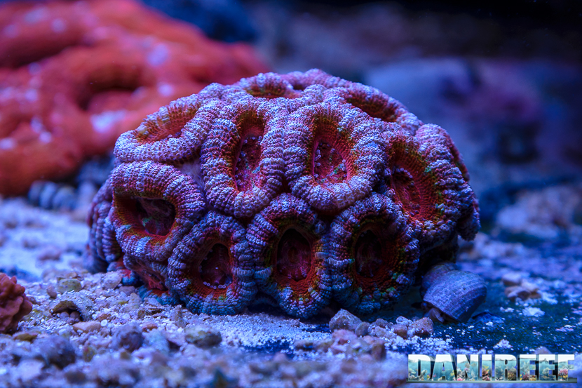 2015_12 Acanthastrea Acquario Marino Giuseppe Baldi 09 2015_12 Acanthastrea Acquario Marino Giuseppe Baldi 09