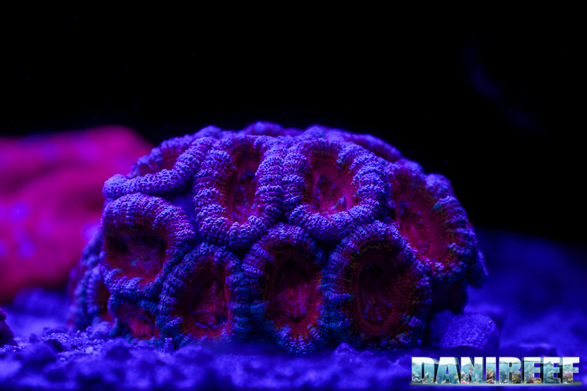 2015_12 Acanthastrea Acquario Marino Giuseppe Baldi 19 2015_12 Acanthastrea Acquario Marino Giuseppe Baldi 19