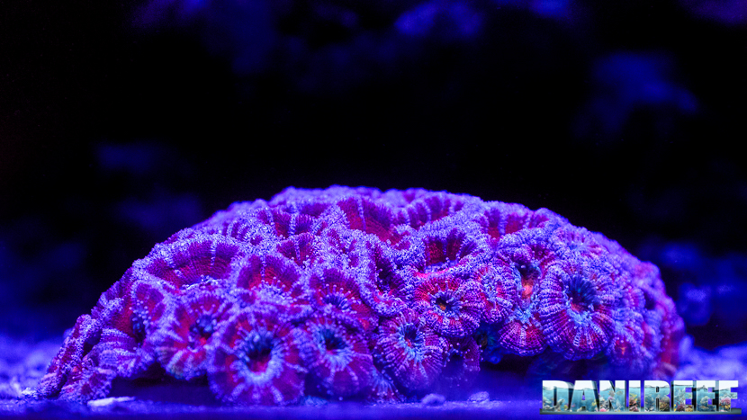 2015_12 Acanthastrea Acquario Marino Giuseppe Baldi 21 2015_12 Acanthastrea Acquario Marino Giuseppe Baldi 21