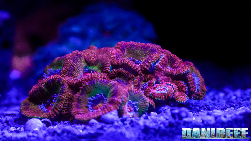 2015_12 Acanthastrea Acquario Marino Giuseppe Baldi 23 2015_12 Acanthastrea Acquario Marino Giuseppe Baldi 23