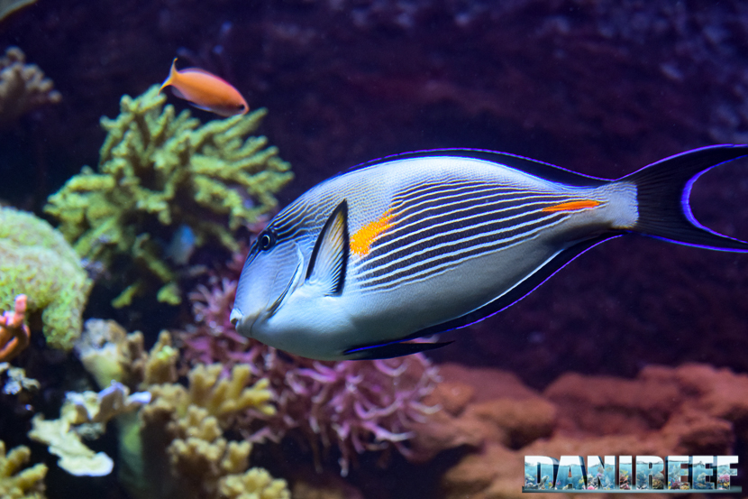 Acanthurus sohal al Madagascar Reef Aquarium dello Zoo di Zurigo Acanthurus sohal al Madagascar Reef Aquarium dello Zoo di Zurigo
