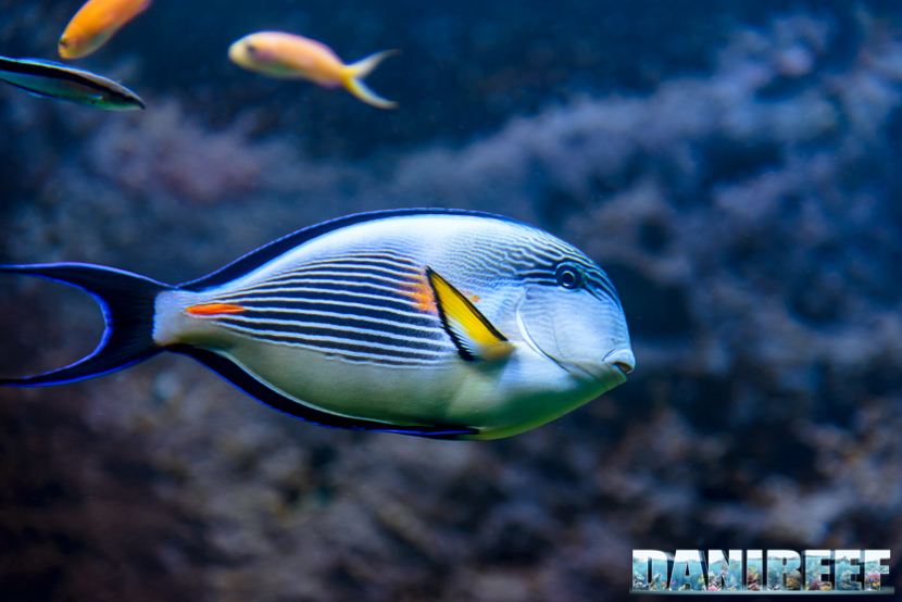 Acanthurus sohal 2015_12 Acanthurus sohal at Madagascar Reef Aquarium at Zoo Zurich84