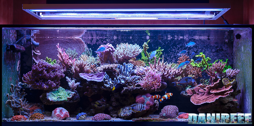 L'acquario marino di Giuseppe Baldi creato con sole rocce AquaRoche