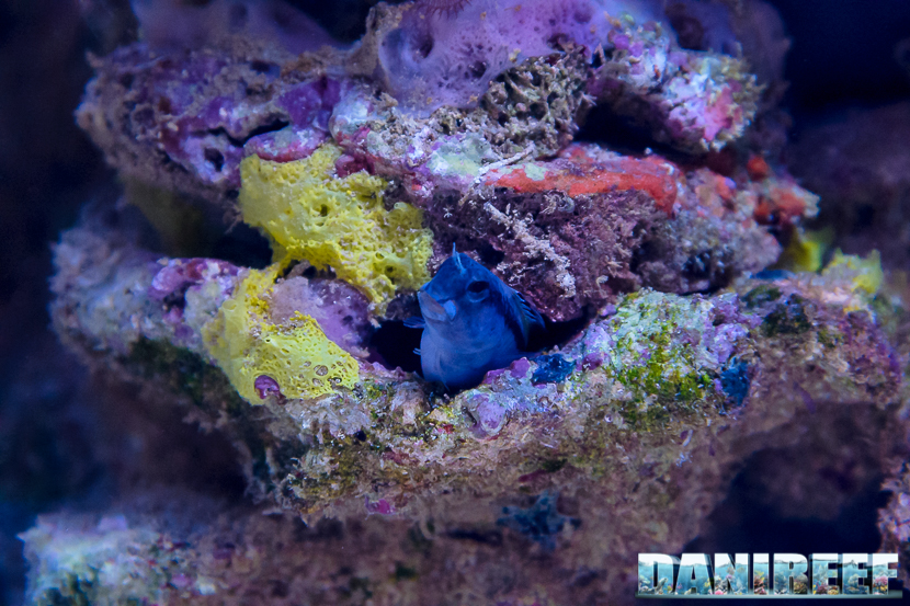 AquaRoche Reef System - Continua lo speciale sulle rocce sintetiche parte 3