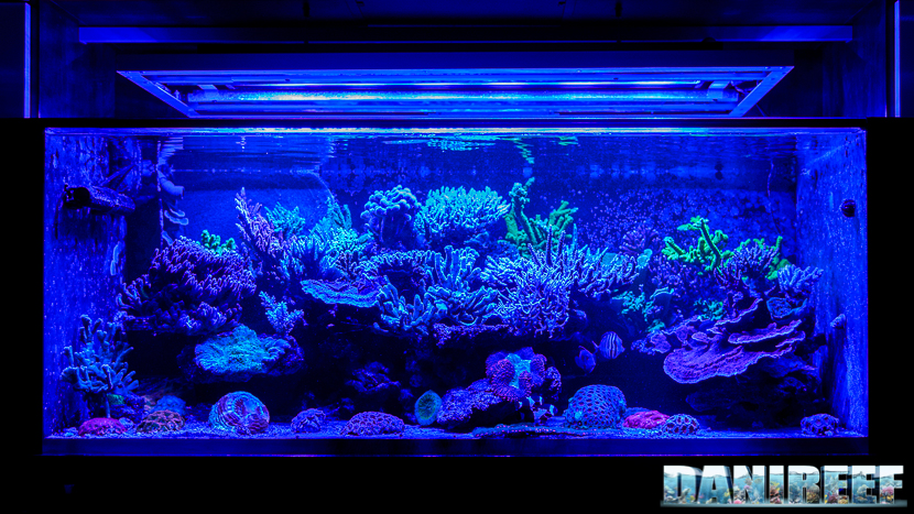 2015_12 Acquario Marino Giuseppe Baldi 151 2015_12 Acquario Marino Giuseppe Baldi 151
