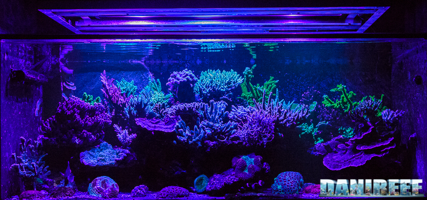 2015_12 Acquario Marino Giuseppe Baldi 153 2015_12 Acquario Marino Giuseppe Baldi 153