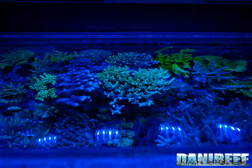 2015_12 Acquario Marino Giuseppe Baldi 169 2015_12 Acquario Marino Giuseppe Baldi 169