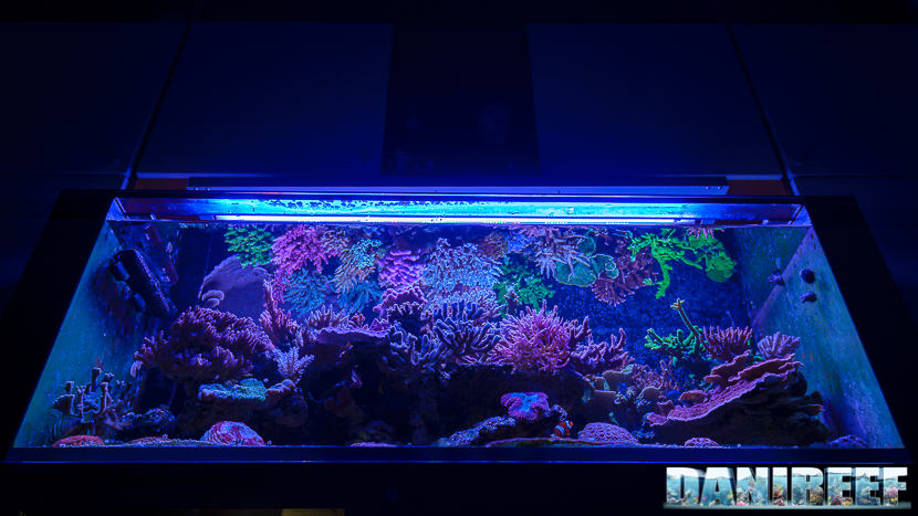 2015_12 Acquario Marino Giuseppe Baldi 172 2015_12 Acquario Marino Giuseppe Baldi 172