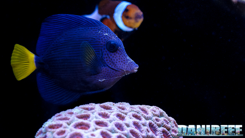 2015_12 Zebrasoma xanthurum Acquario Marino Giuseppe Baldi 57 2015_12 Zebrasoma xanthurum Acquario Marino Giuseppe Baldi 57