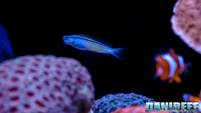 2015_12 Acquario Marino Giuseppe Baldi 66 2015_12 Acquario Marino Giuseppe Baldi 66