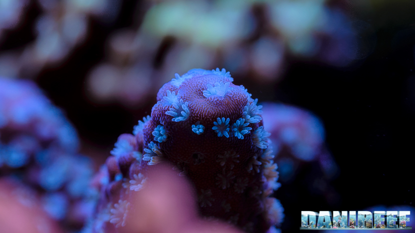 2015_12 Acropora Acquario Marino Giuseppe Baldi 05 2015_12 Acropora Acquario Marino Giuseppe Baldi 05