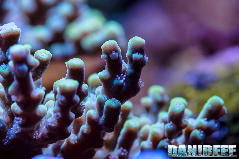 2015_12 Acropora Acquario Marino Giuseppe Baldi 07 2015_12 Acropora Acquario Marino Giuseppe Baldi 07