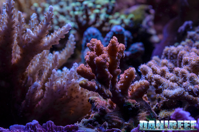2015_12 Acropora Acquario Marino Giuseppe Baldi 51 2015_12 Acropora Acquario Marino Giuseppe Baldi 51