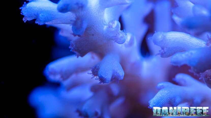 2015_12 Acropora echinata Acquario Marino Giuseppe Baldi 01 2015_12 Acropora echinata Acquario Marino Giuseppe Baldi 01