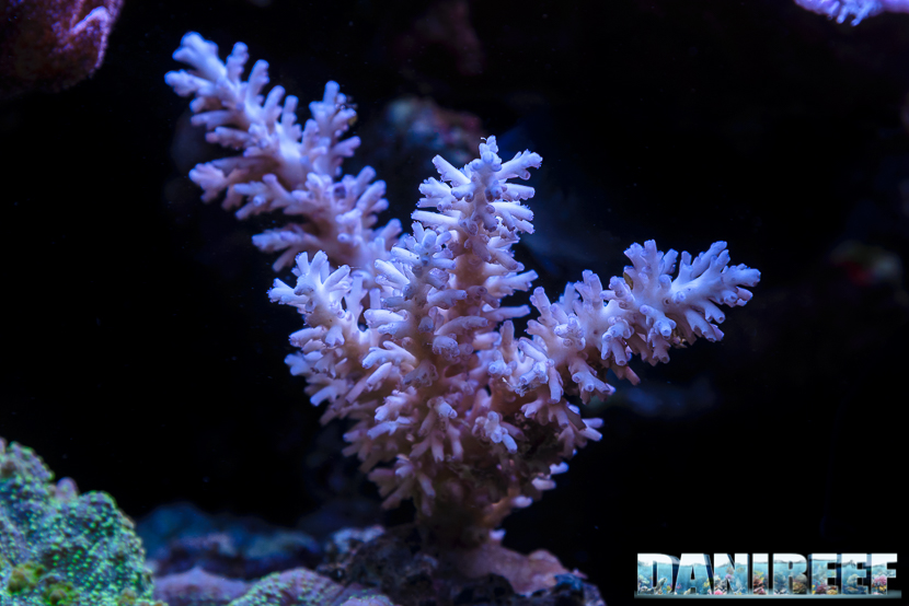2015_12 Acropora echinata Acquario Marino Giuseppe Baldi 02 2015_12 Acropora echinata Acquario Marino Giuseppe Baldi 02