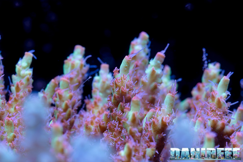2015_12 Acropora microclados strawberry shortcake Acquario Marino Giuseppe Baldi 01 2015_12 Acropora microclados strawberry shortcake Acquario Marino Giuseppe Baldi 01