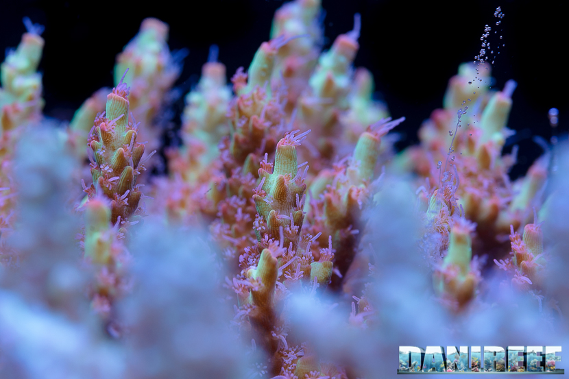 2015_12 Acropora microclados strawberry shortcake Acquario Marino Giuseppe Baldi 02 2015_12 Acropora microclados strawberry shortcake Acquario Marino Giuseppe Baldi 02