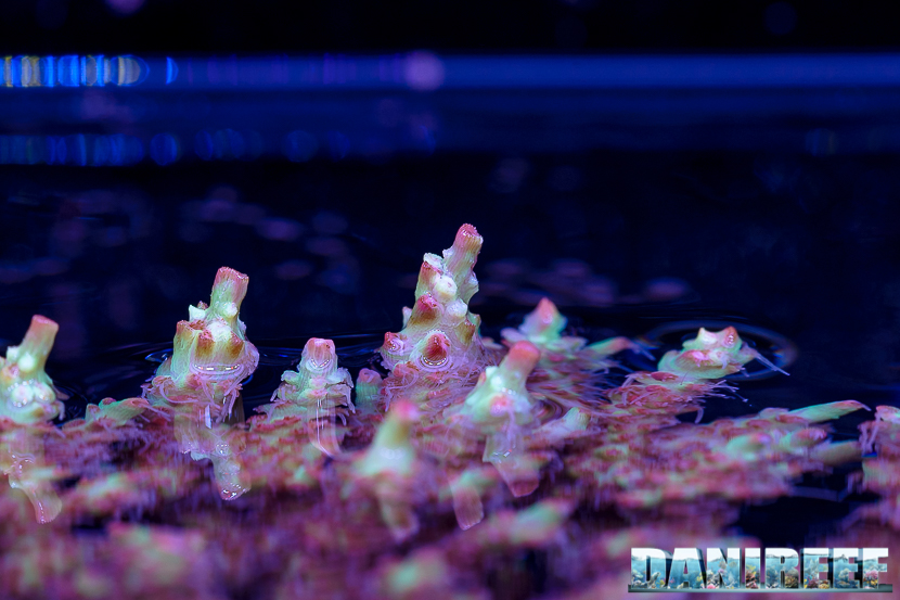 2015_12 Acropora microclados strawberry shortcake Acquario Marino Giuseppe Baldi 03 2015_12 Acropora microclados strawberry shortcake Acquario Marino Giuseppe Baldi 03