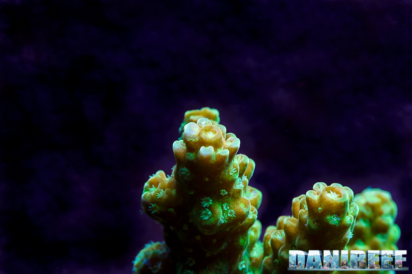 2015_12 Acropora nobilis Acquario Marino Giuseppe Baldi 03 2015_12 Acropora nobilis Acquario Marino Giuseppe Baldi 03