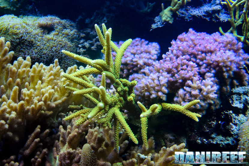 Acropora nobilis nell'acquario marino del Masoala allo Zooh! Zurich Acropora nobilis nell'acquario marino del Masoala allo Zooh! Zurich