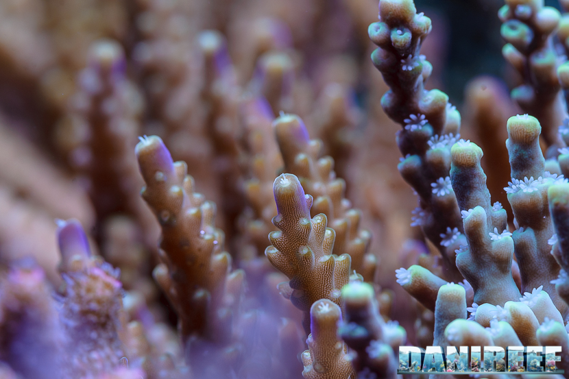 2015_12 Acropora tricolor Acquario Marino Giuseppe Baldi 02 2015_12 Acropora tricolor Acquario Marino Giuseppe Baldi 02