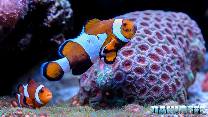2015_12 Amphiprion ocellaris Acquario Marino Giuseppe Baldi 06 2015_12 Amphiprion ocellaris Acquario Marino Giuseppe Baldi 06