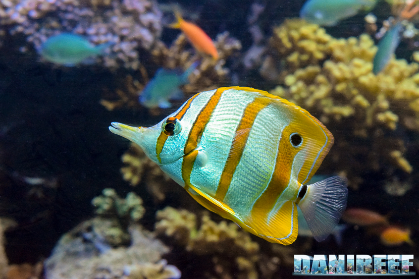 Il pesce farfalla Chelmon rostratus Il pesce farfalla Chelmon rostratus