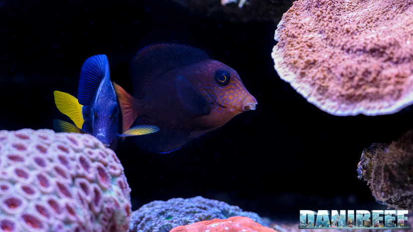 2015_12 Ctenochaetus hawaiiensis Acquario Marino Giuseppe Baldi 01 2015_12 Ctenochaetus hawaiiensis Acquario Marino Giuseppe Baldi 01