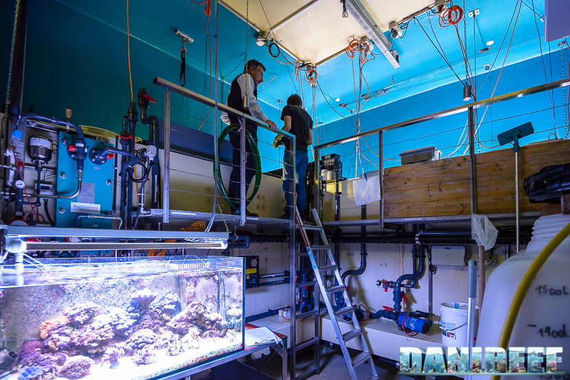 La "sump" dell'acquario dello zoo di Zurigo è posizionata quasi alla stessa altezza della vasca principale.