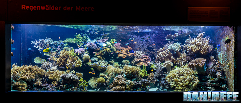 Il pannello frontale dell'acquario marino del Masoala allo Zooh! Zurich Il pannello frontale dell'acquario marino del Masoala allo Zooh! Zurich