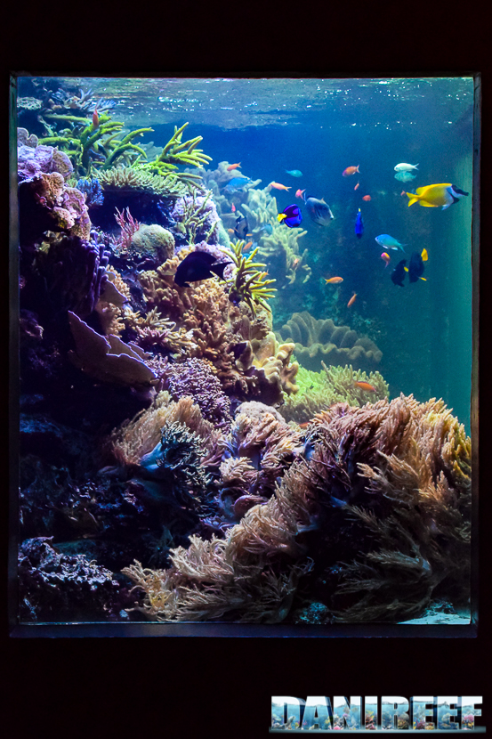 Il pannello laterale dell'acquario marino del Masoala allo Zooh! Zurich Il pannello laterale dell'acquario marino del Masoala allo Zooh! Zurich