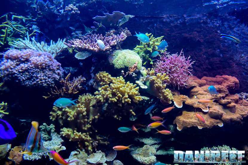 La salute di qualsiasi acquario dipende dalla qualità dell'acqua e può deteriorarsi velocemente in presenza di veleni.