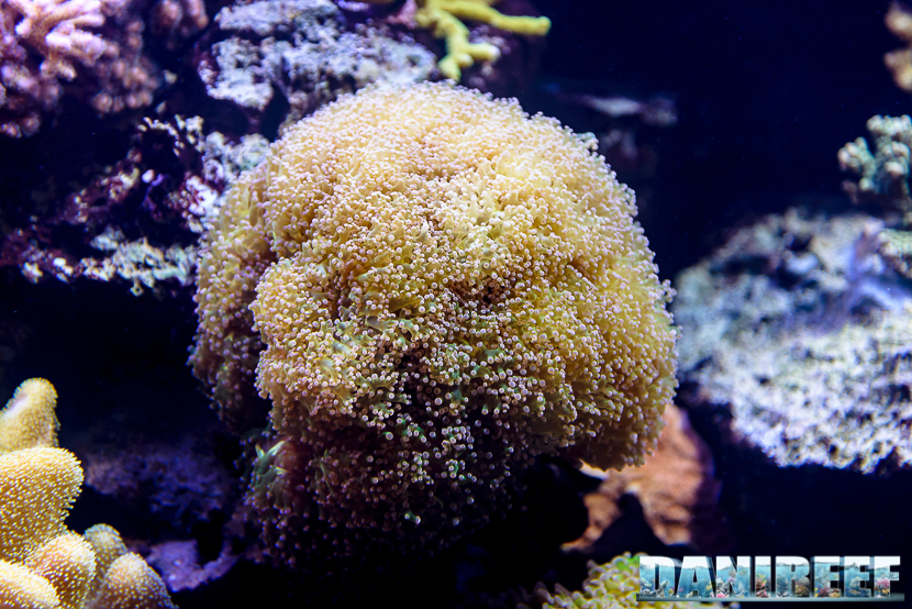 2015_12 Euphyllia at Madagascar Reef Aquarium at Zoo Zurich79 2015_12 Euphyllia at Madagascar Reef Aquarium at Zoo Zurich79