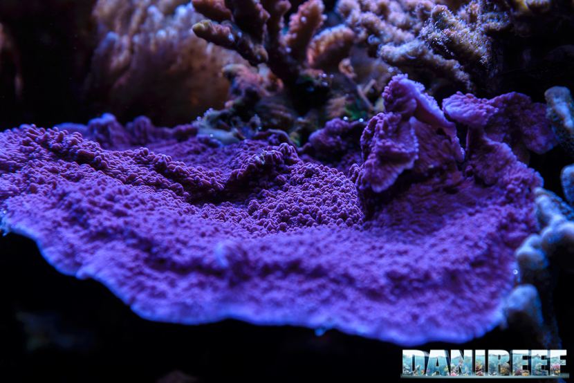 Montipora capricornis viola