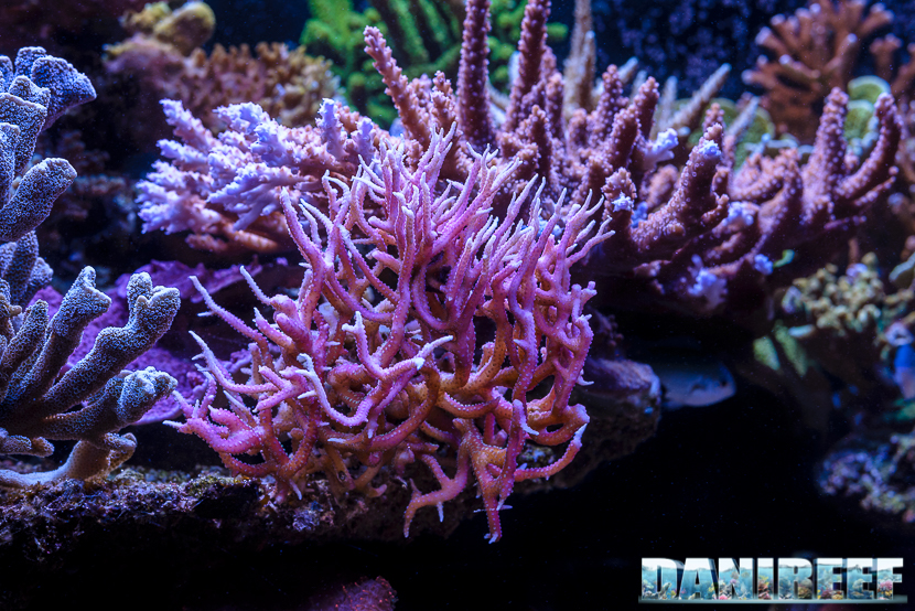 2015_12 Seriatopora histrix Acquario Marino Giuseppe Baldi 01 2015_12 Seriatopora histrix Acquario Marino Giuseppe Baldi 01