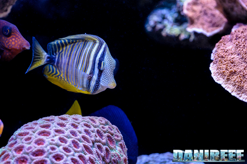 2015_12 Zebrasoma desjardinii Acquario Marino Giuseppe Baldi 05 2015_12 Zebrasoma desjardinii Acquario Marino Giuseppe Baldi 05