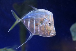 Pesce selene Pesce selene