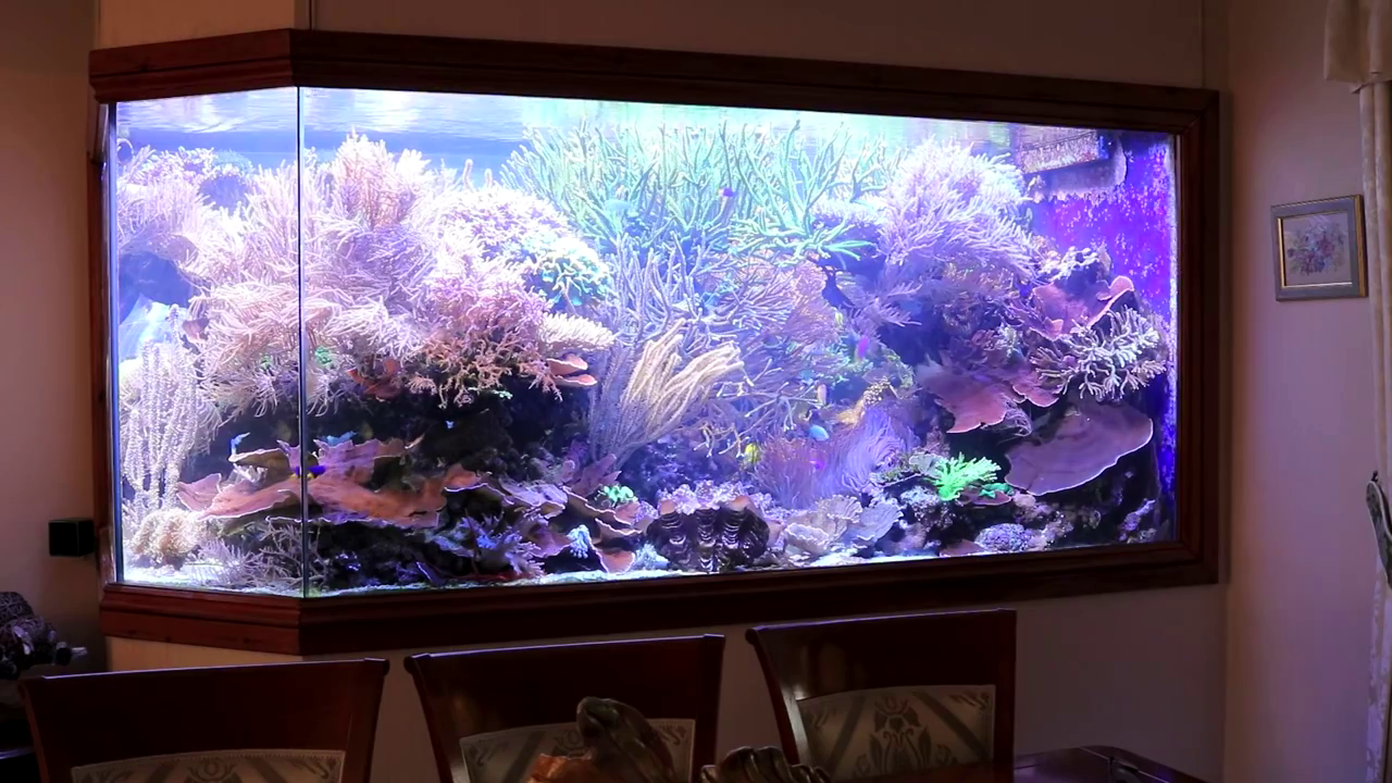 acquario gigante di Martin Lakin: 5000 litri acquario gigante di Martin Lakin: 5000 litri