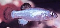 Cyprinodon diabolis