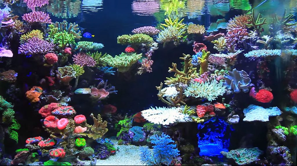 acquario-marino-con-canyon-centrale