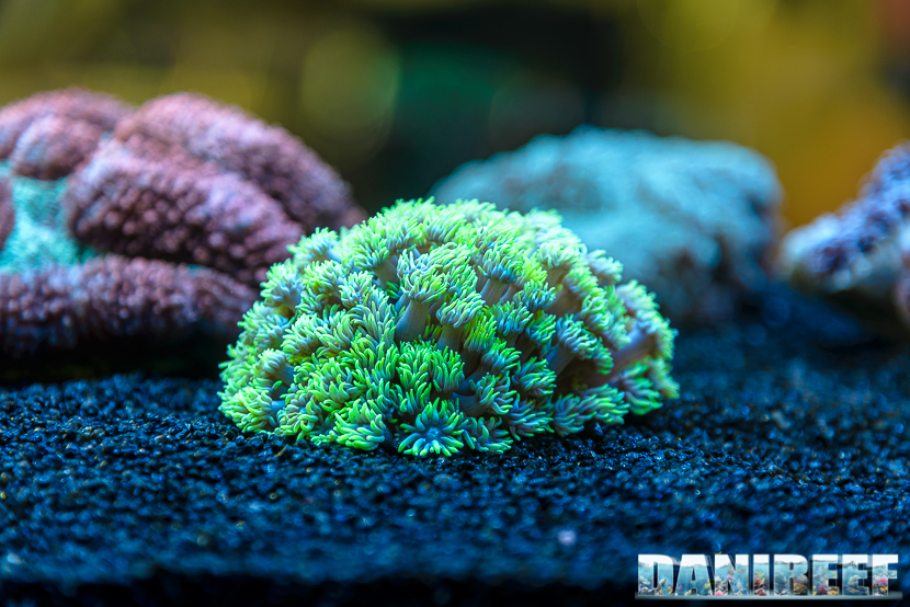 Goniopora