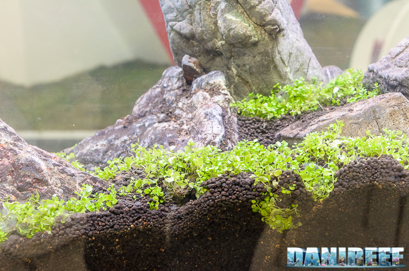 Particolare del fondo Aquario NEO Soil Compact nella versione Plants. 2016_05 Interzoo Norimberga aquario 296