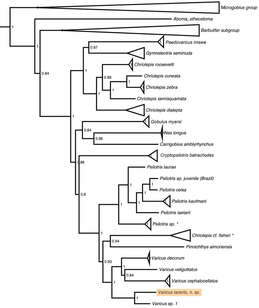 Filogenesi del pesce Varicus Lacerta sp. immagine di http://www.stri.si.edu/.