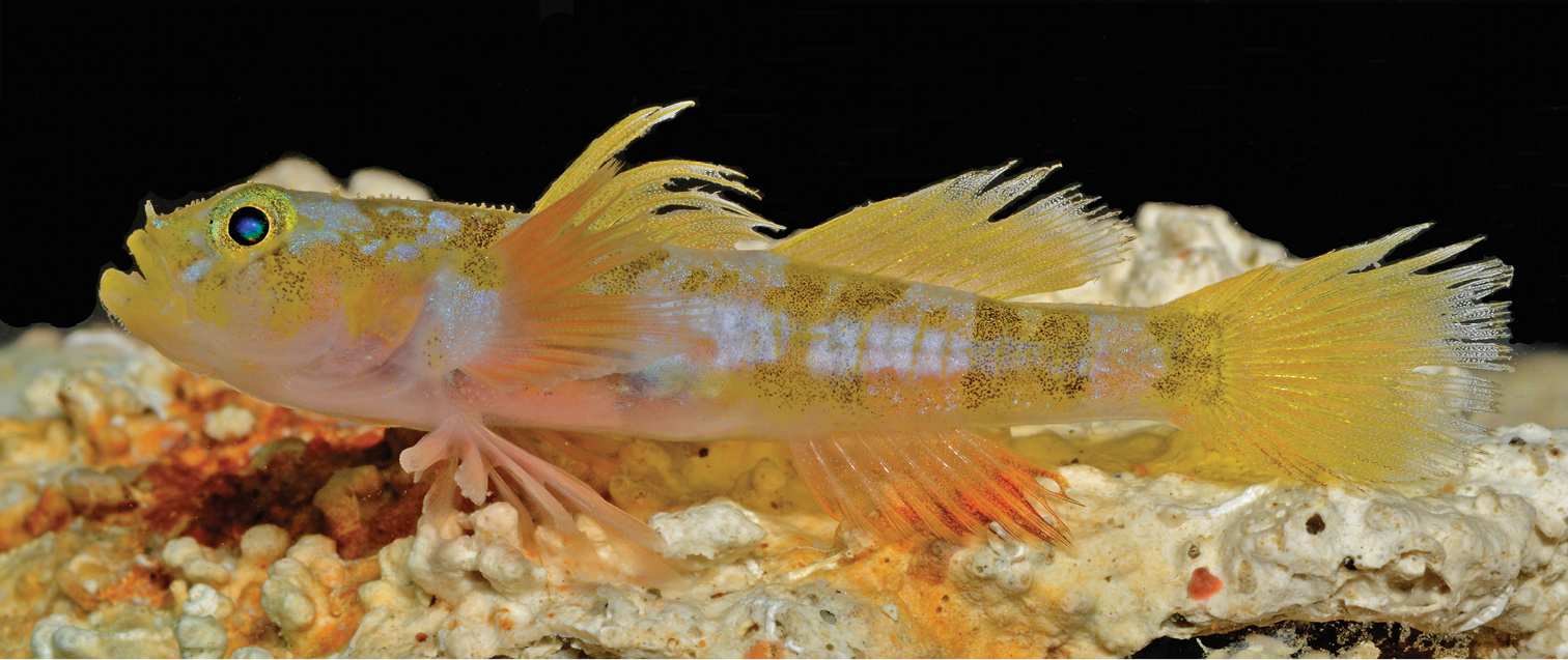Godzilla Goby (Varicus lacerta). Foto tratta da http://zookeys.pensoft.net/.