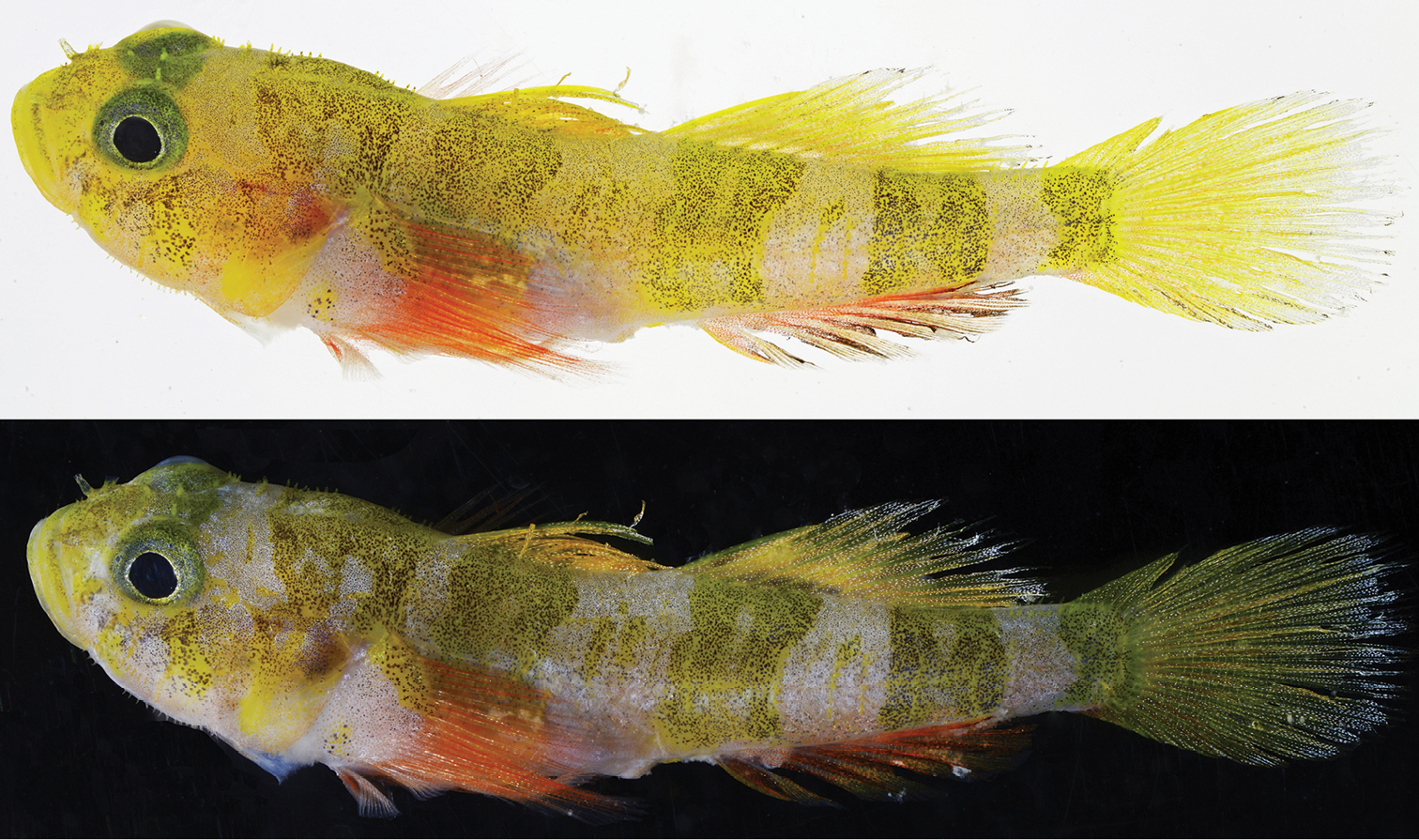 Godzilla Goby fotografato su sfondo bianco e nero, prima di venir messo in formalina. Foto tratta da http://zookeys.pensoft.net/.