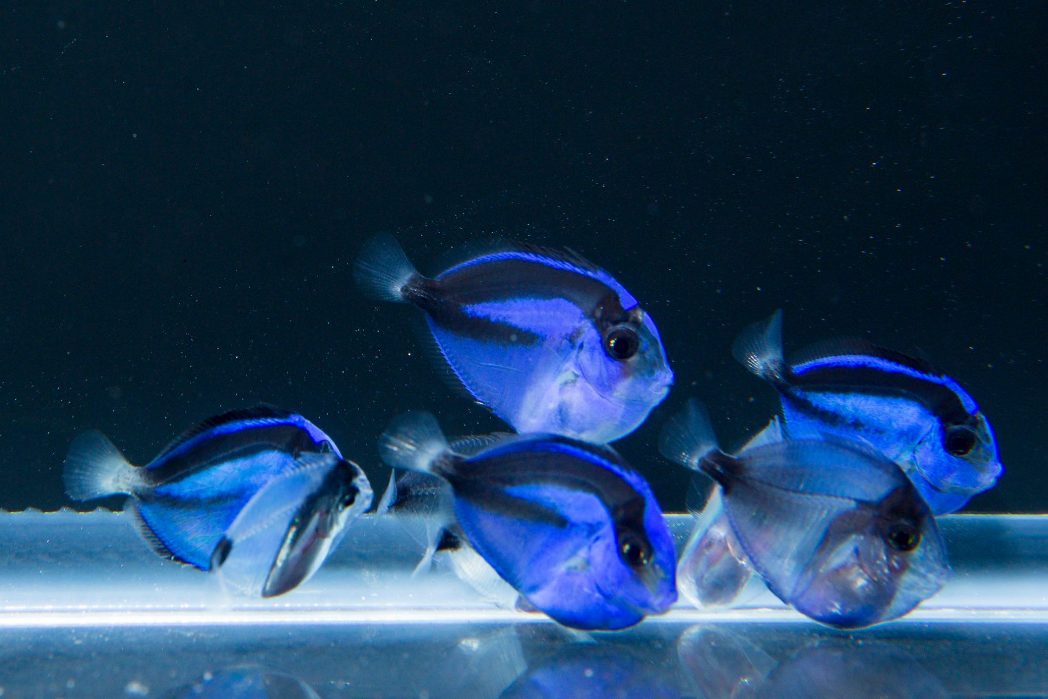 I primi bellissimi piccoli di Paracanthurus Hepatus sopravvissuti alla riproduzione in cattività