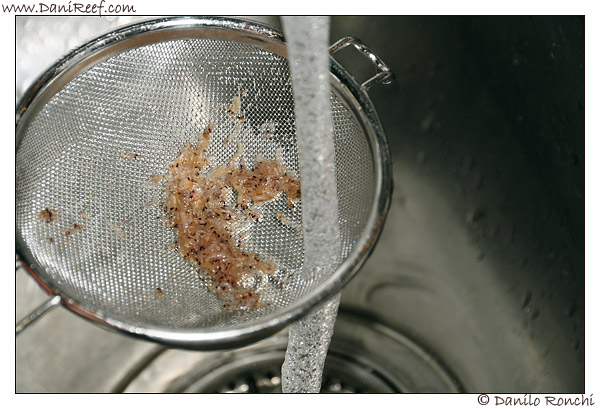 Characteristics and Problems of some species of Zooplankton