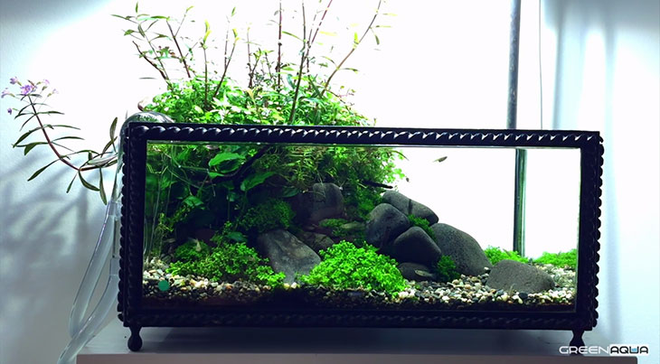 Aquascaping in un acquario di ben 106 anni!