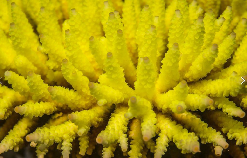 acropora-gialla-malata-01